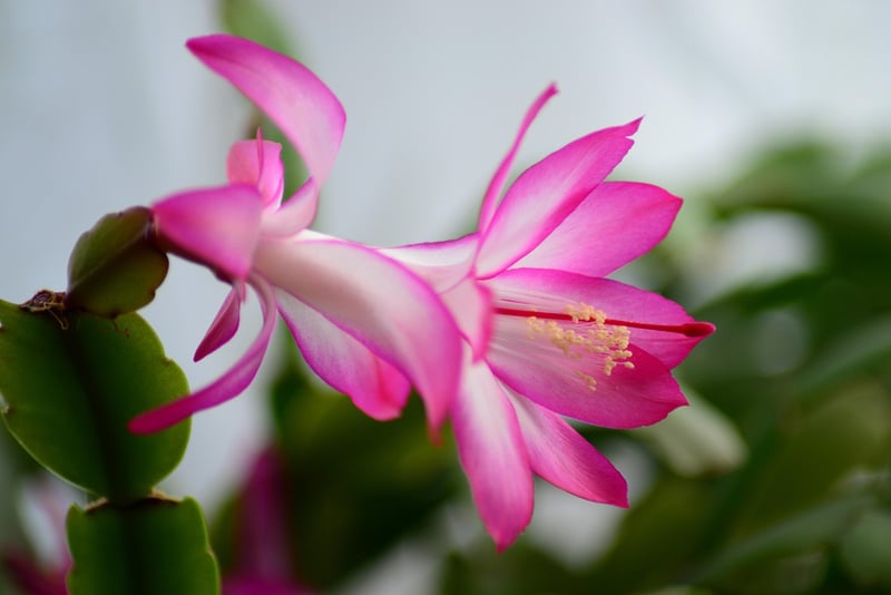 Drought-Tolerant Picks